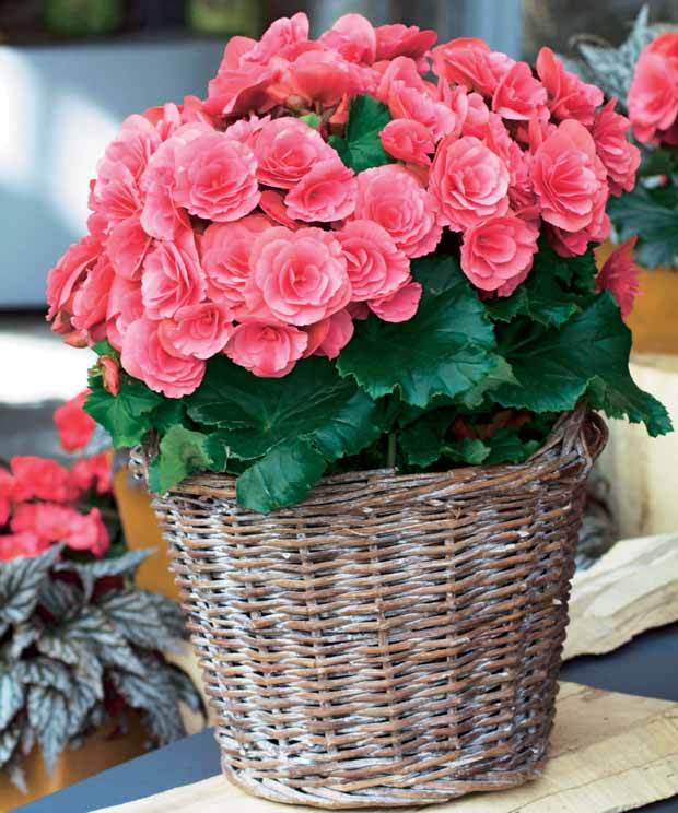 Begonia blume samen for anpflanzung vibrant colorful blooms