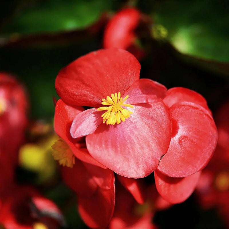 Begonia samen for indoor anpflanzung