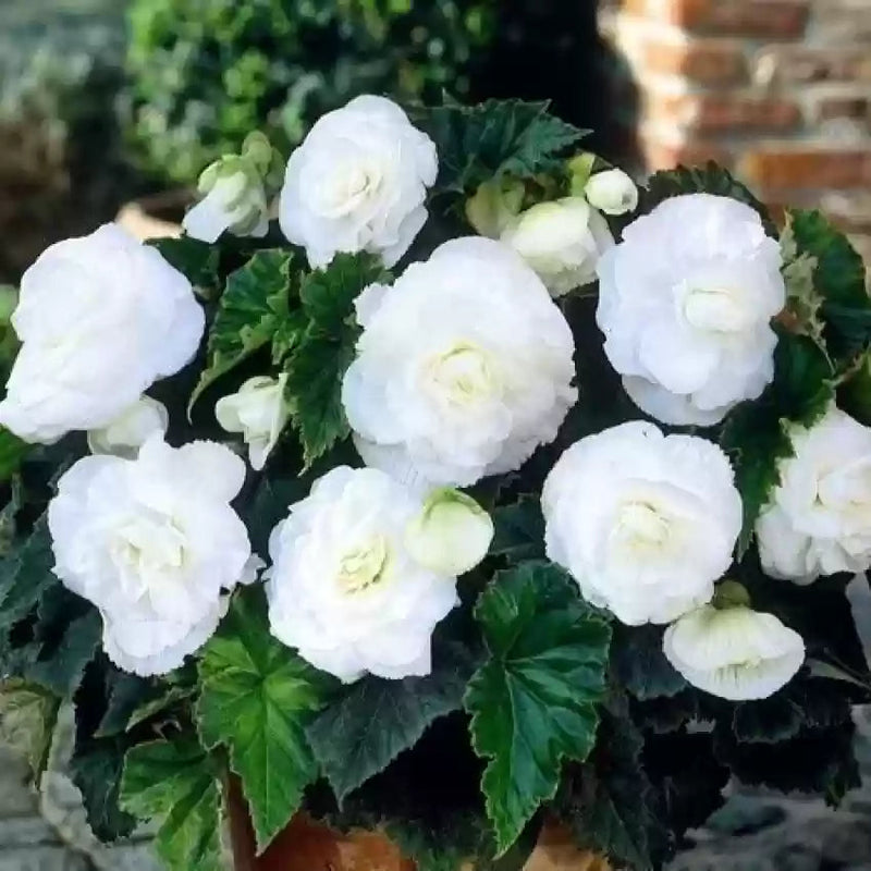 Begonia (begonia blume) samen for anpflanzung in home garten