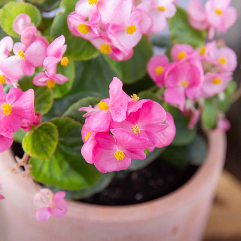 begonia anpflanzung samen for vibrant garten blooms