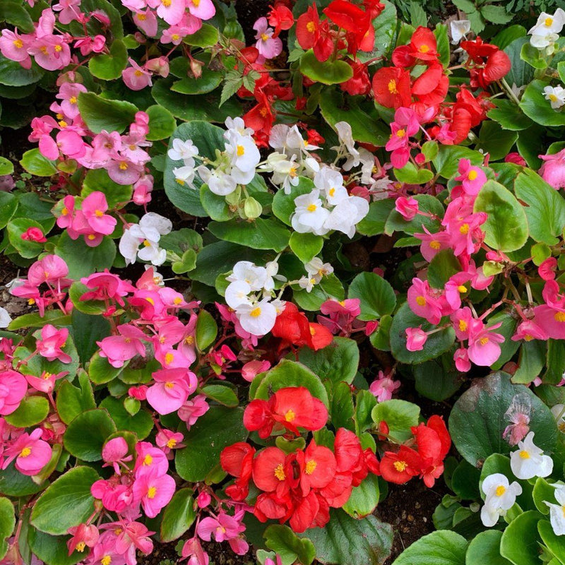 Begonia semperflorens samen for anpflanzung easy blume garten