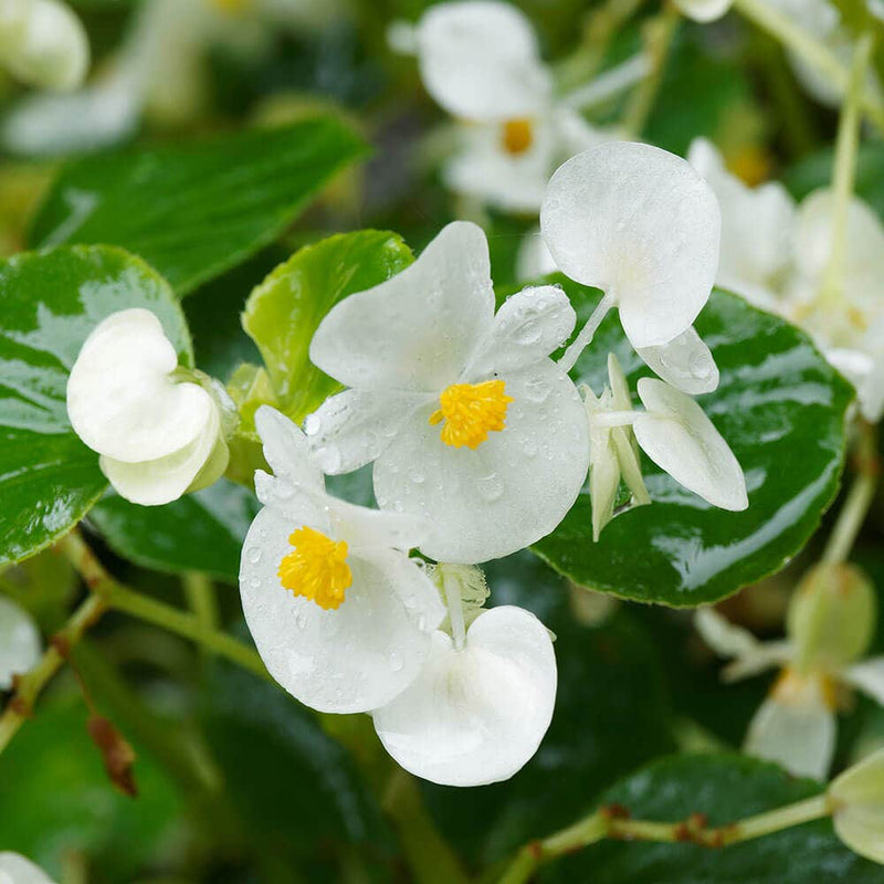 Begonia samen for anpflanzung in shade gardens