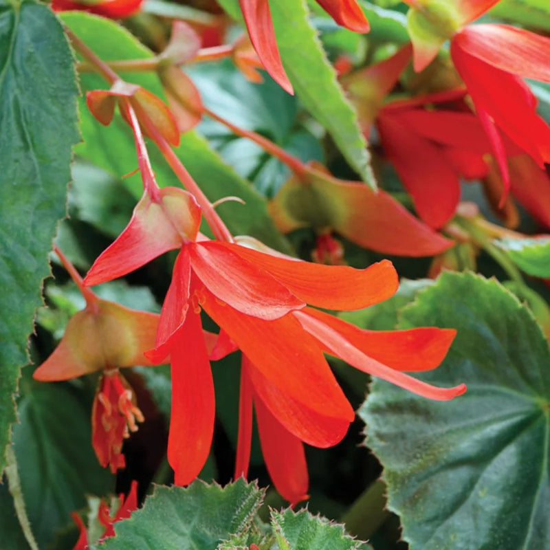 Semillas de flores de begonia boliviensis para siembra – ideales para arriates – variedad tradicional y semillas sin OGM para el jardín doméstico