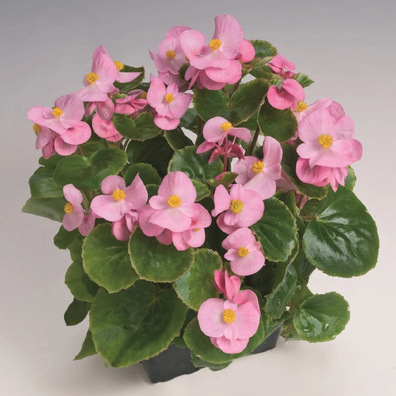 Semillas de flores de begonia para siembra, amantes del sol, variedad tradicional y sin ingeniería genética, semillas para el jardín doméstico
