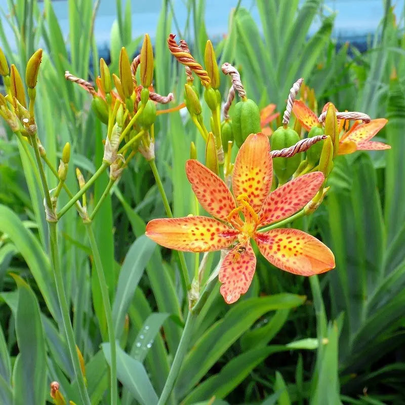Graines de fleurs de léopard rouges à semer – embellissent le jardin