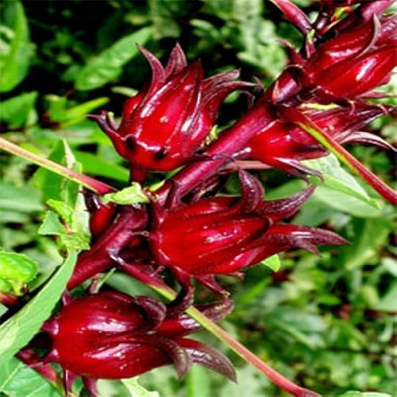 Belchanda tengamora samen für home garten aussaat
