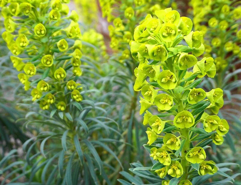 Bell grün blume samen