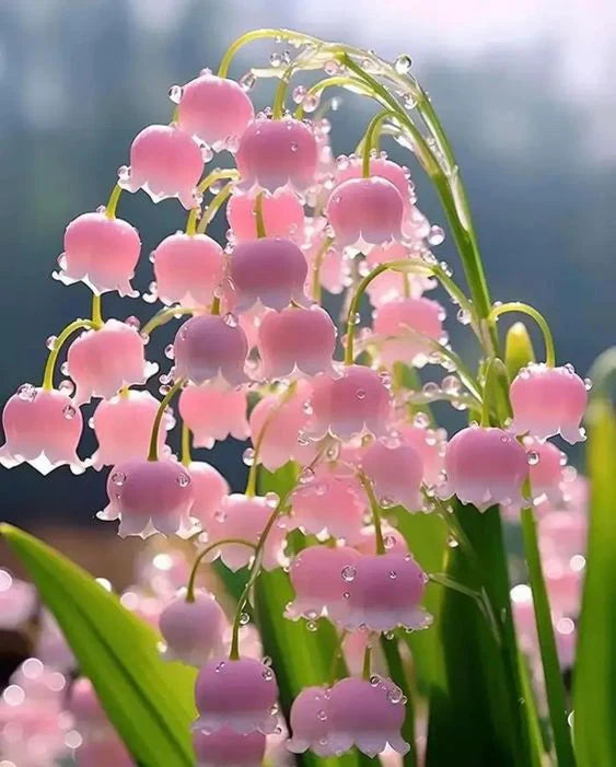 Bell orchid samen for anpflanzung