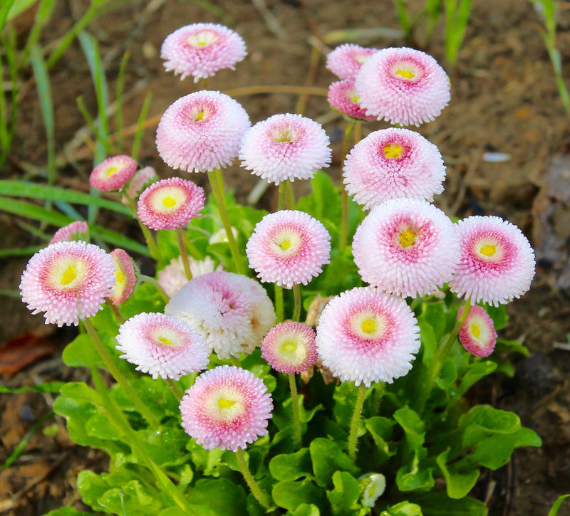 Rosa weiß bellis blume samen for anpflanzung wildflower mix heirloom & gmo free samen for home garten
sale samen for home garten anpflanzung