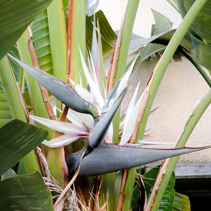 Bird of paradise samen for anpflanzung