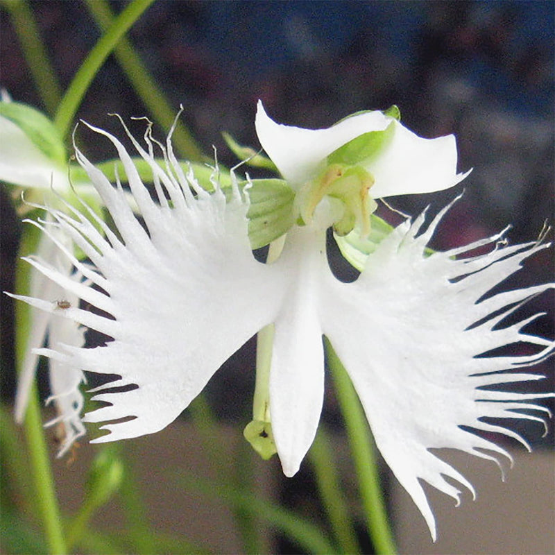 Semillas de flor de garza blanca, fáciles de sembrar