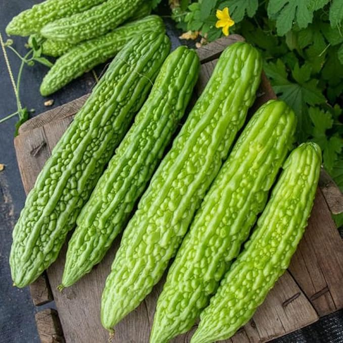 Bitter melon samen non gmo with unique flavor für aussaat