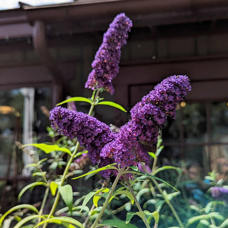 Graines de buddleia mélangées, semis facile