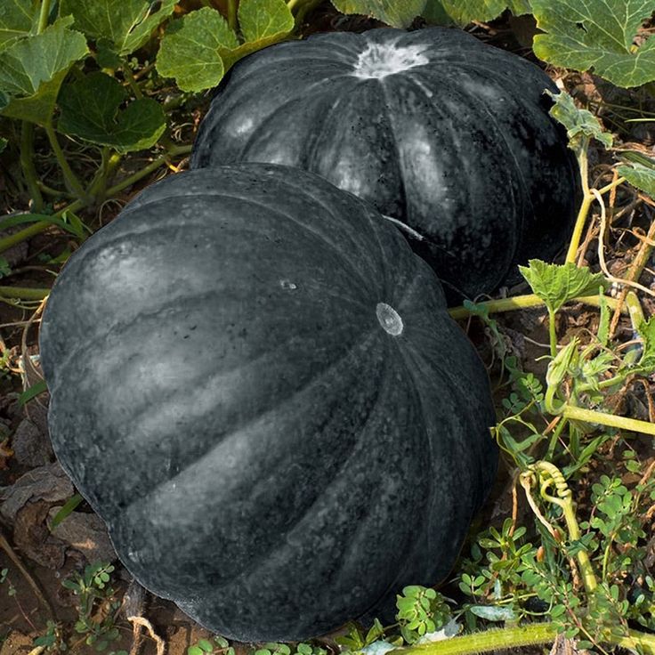 Schwarze pumpkin samen für home garten aussaat