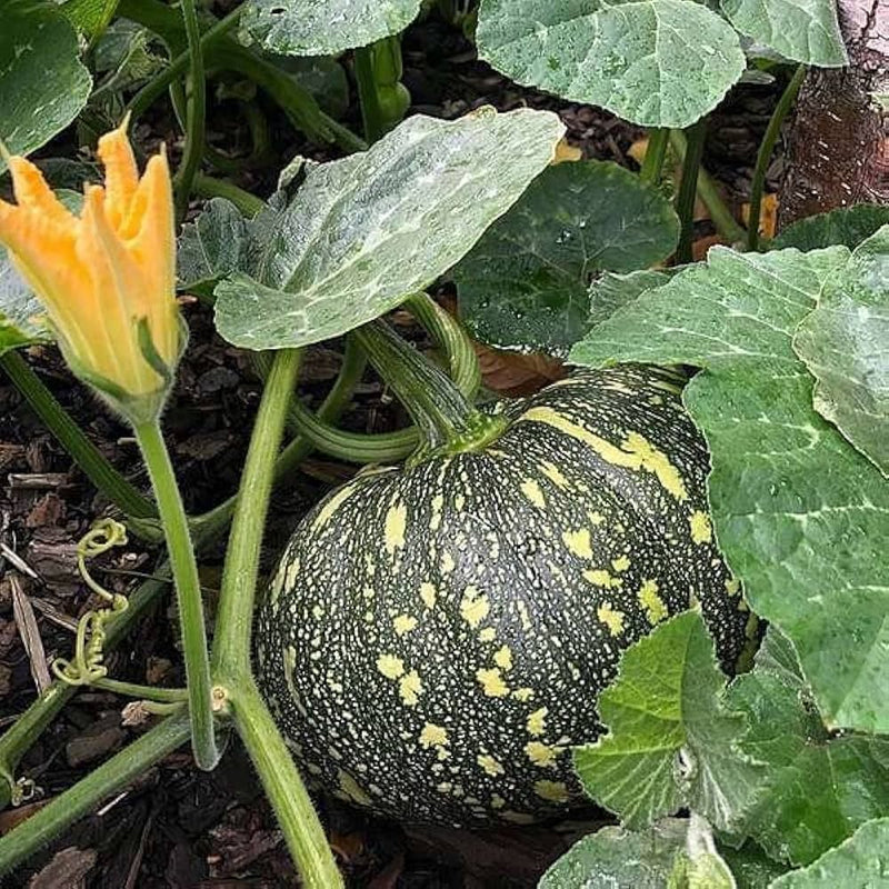 Schwarz pumpkin samen for healthy vegetable garten