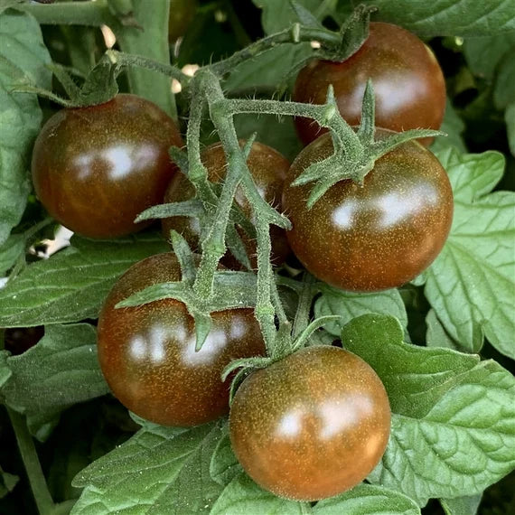 Schwarze red tomato garten samen für aussaat