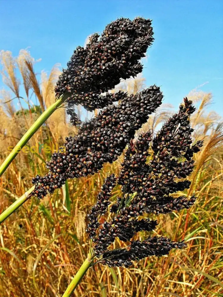 Schwarze sorghum samen für aussaat in home gardens