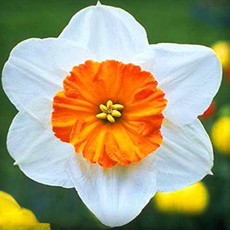 Blooming weiß and gelb daffodil blumen in garten