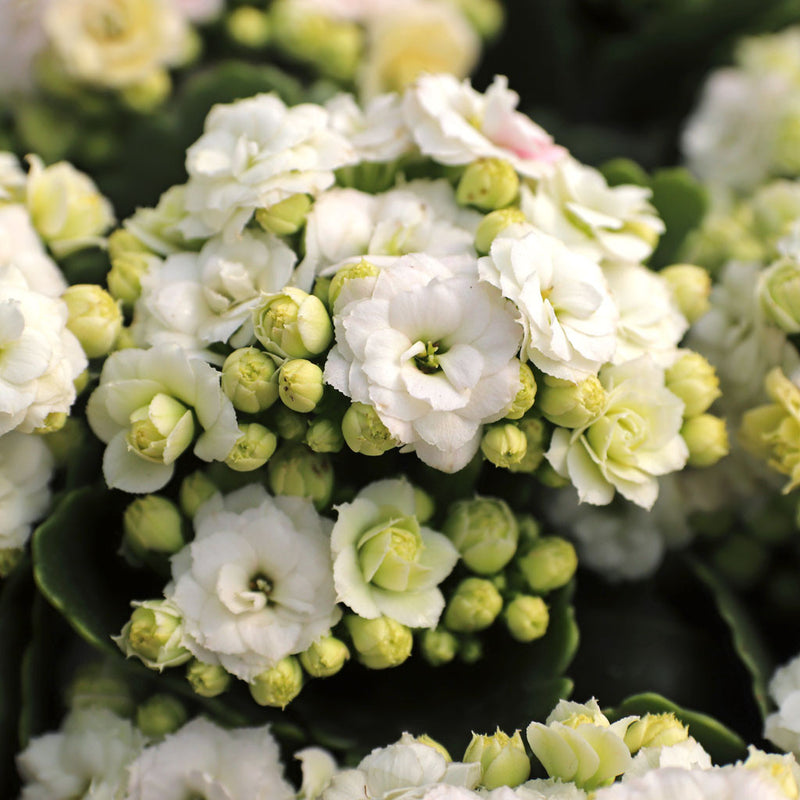 Semillas de flores de Kalanchoe blossfeldiana blancas para siembra – populares en el jardín – variedad tradicional y semillas sin ingeniería genética para el jardín de casa