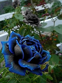 Blau schwarz rose blume samen for anpflanzung