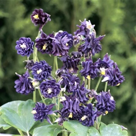 Blau columbine blumen in full bloom