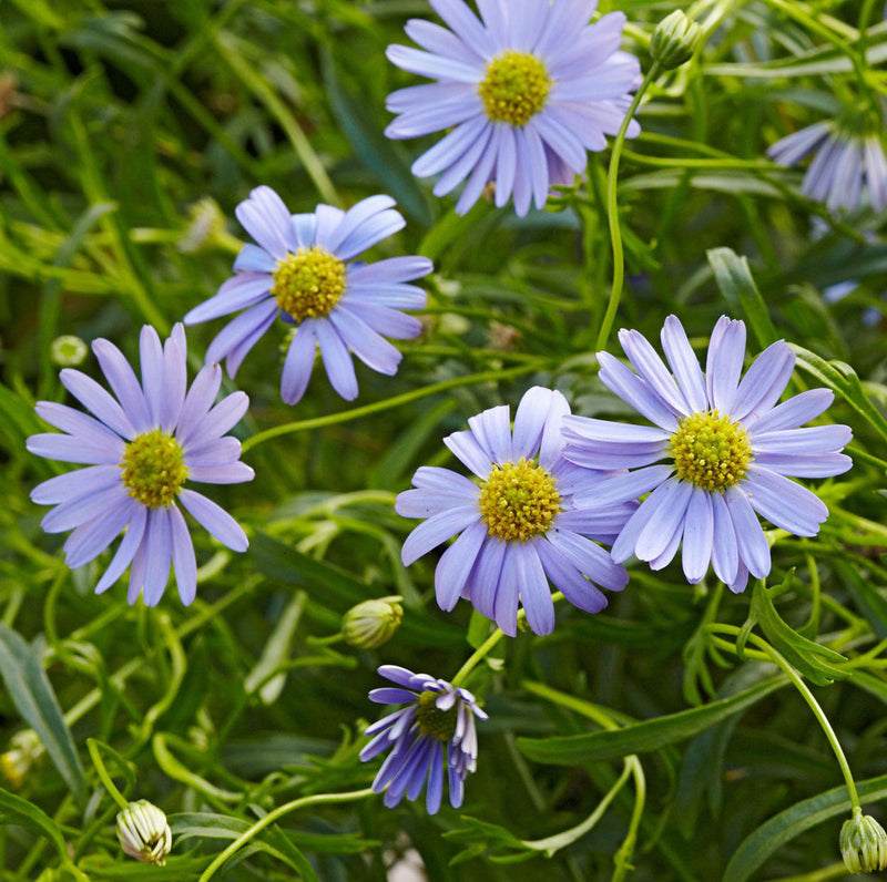 Heirloom swan river daisy blume samen for anpflanzung compact growth heirloom & gmo free samen for home garten
sale for anpflanzung in home garten