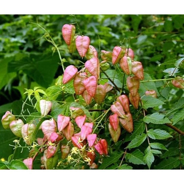 Rot koelreuteria blume samen for anpflanzung - hardy variety, heirloom & gmo free samen for home garten
sale samen for anpflanzung in home garten