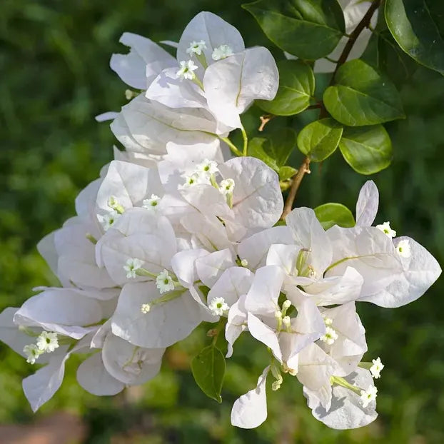 Semillas de flores blancas de la corneja Kousa para siembra: elegantes flores para jardines hermosos