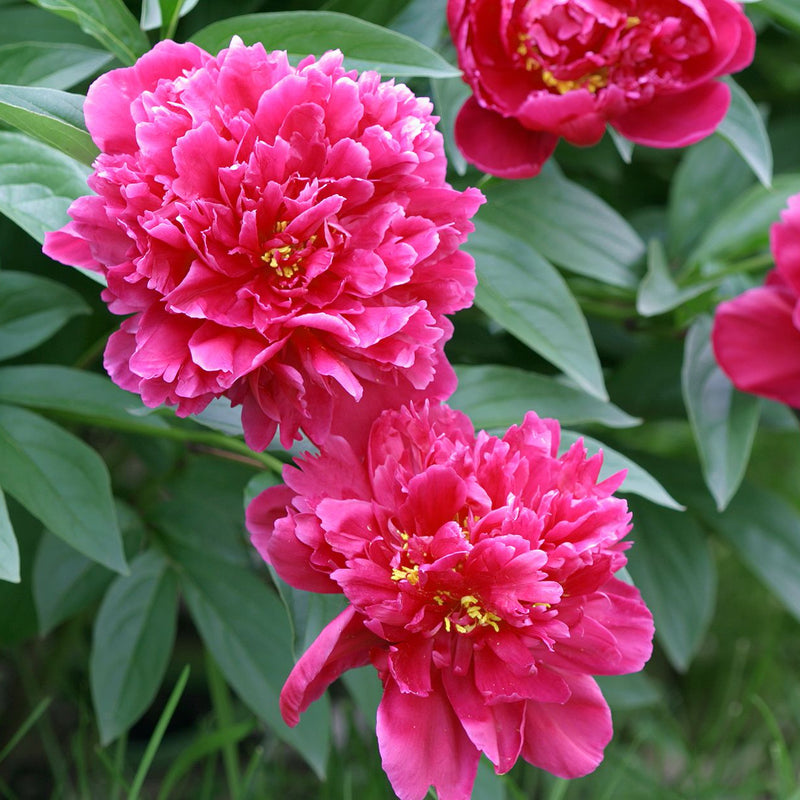 Graines de fleurs roses à semer, fleurs parfumées, variété traditionnelle et sans OGM, graines pour le jardin familial