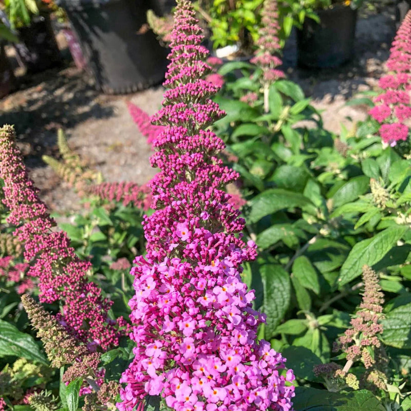 Graines de fleurs d’arbre aux papillons rose, Buddleia davidii, à semer – spectacle coloré – variété traditionnelle et sans OGM, graines pour jardin