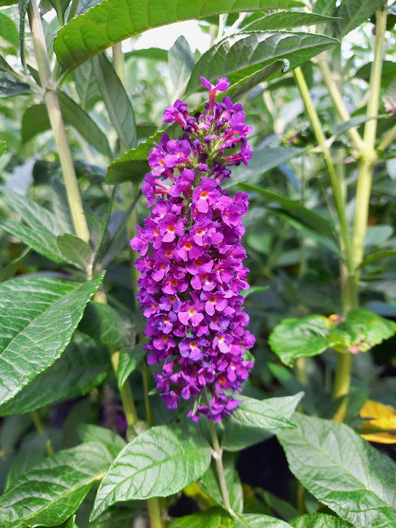 Semillas de Veronica spicata para sembrar, flores radiantes para un jardín exuberante y colorido