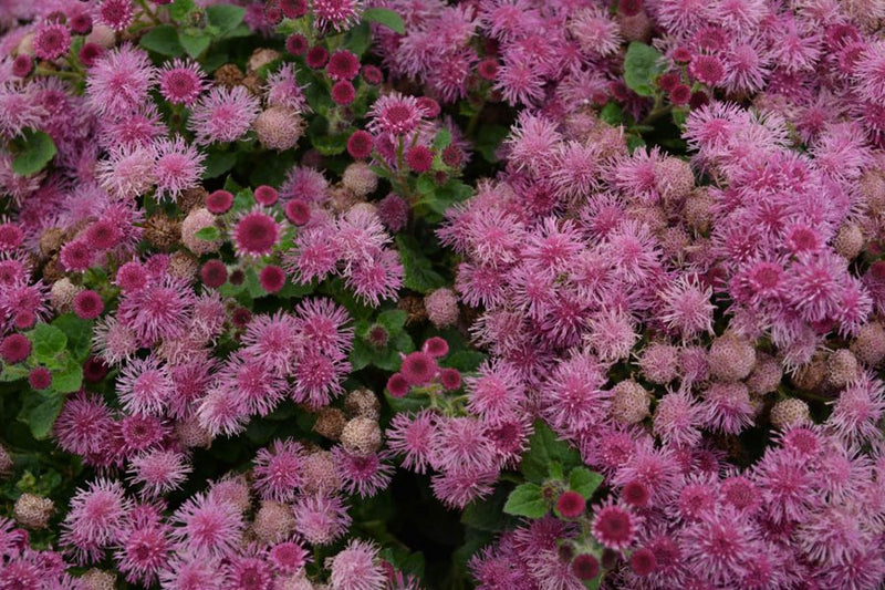 Agerato rosa semillas suaves – exhibiciones florales rosas