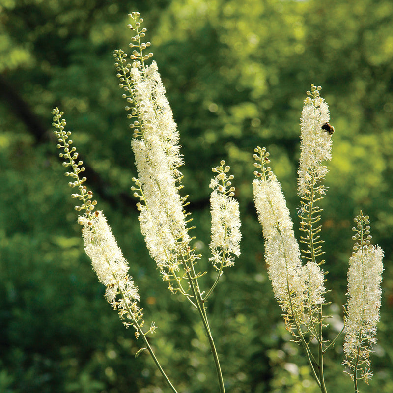 Buy weiß cohosh blume samen online