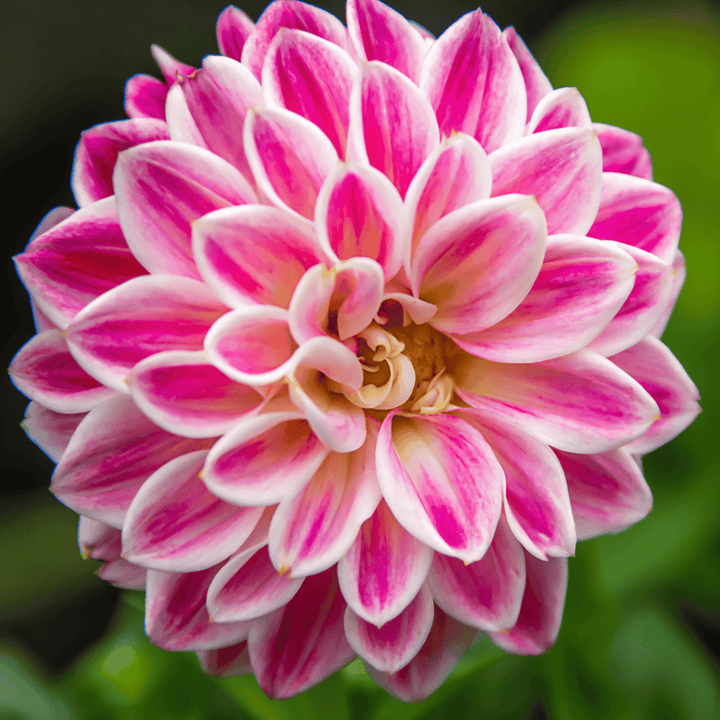 Zinnia weiß rosa blume samen for anpflanzung - garten favorite, heirloom & gmo free samen for home garten
sale for anpflanzung in home garten.