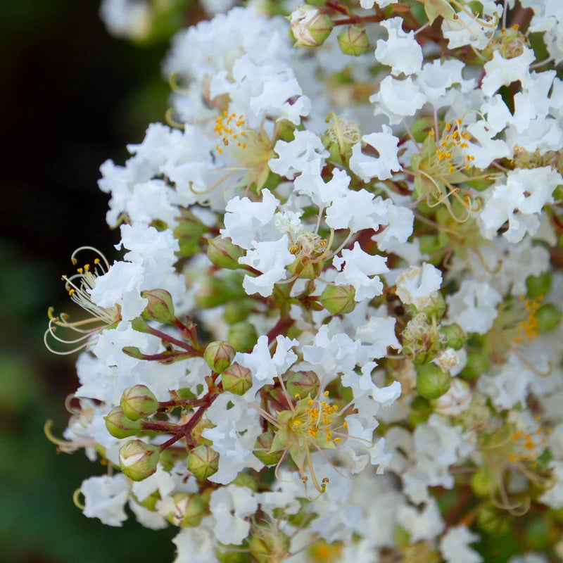 Weiß crape myrtle tree samen blume samen for anpflanzung compact growth heirloom & gmo free samen for home garten
sale samen for home garten anpflanzung