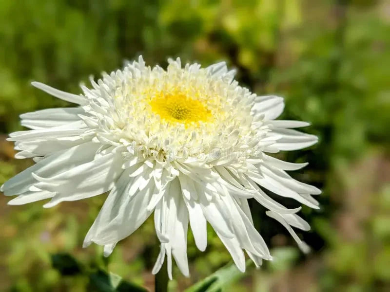 Blanco, semillas de Callistephus para jardín de estilo campestre, ideales, variedad tradicional y sin ingeniería genética, semillas para jardín doméstico