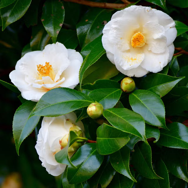 Blanco camelia semillas de flores para sembrar ideal para arriates variedad tradicional y sin organismos modificados genéticamente semillas para huerto doméstico