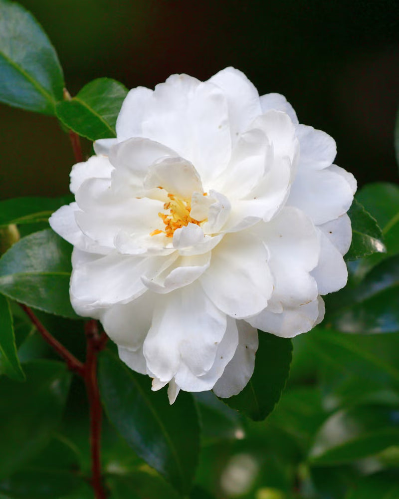 Semillas de flores de maceta blancas para siembra – temporada de floración prolongada – variedad tradicional y sin ingeniería genética, semillas para el jardín doméstico
