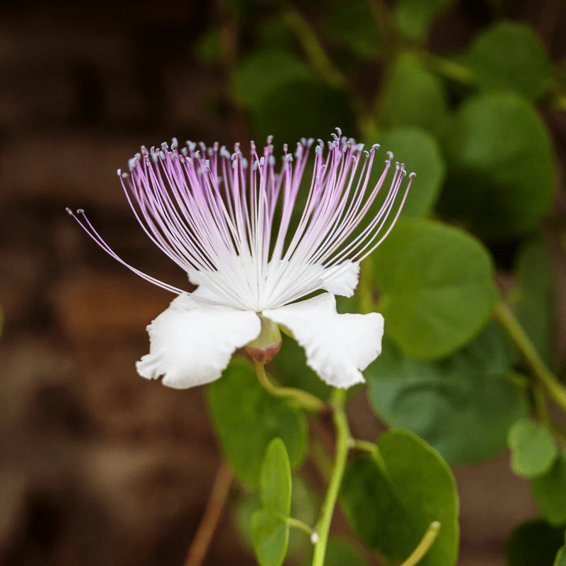 Semillas de flores de arbusto Caper blanco para sembrar – tolera la semisombra – variedad tradicional y sin ingeniería genética, semillas para el jardín doméstico
