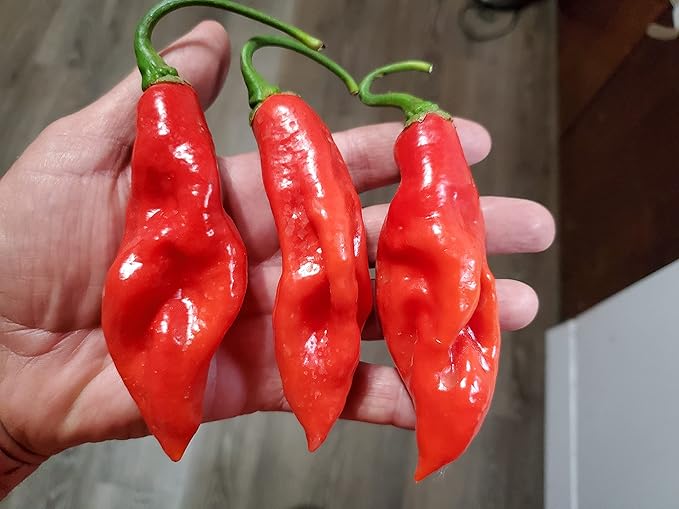 Capsicum chinense pepper pflanzen wachsend in garten