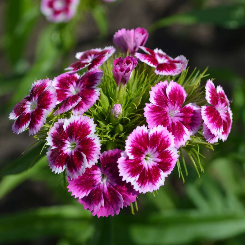 Weiß (weiß rosa) samen for anpflanzung in home garten