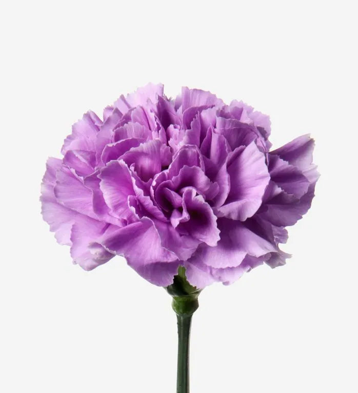 Violet (violet carnation) samen for anpflanzung in home garten