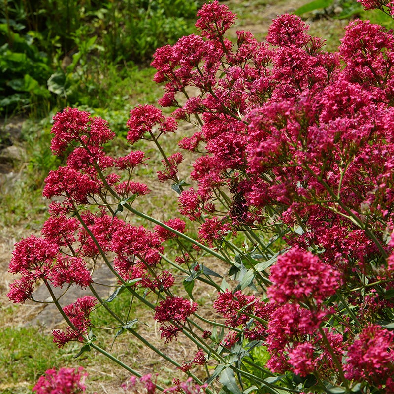 Graines de fleurs rouges de Jupiter à semer – populaires comme fleurs coupées – variété traditionnelle et graines sans OGM pour le jardin potager