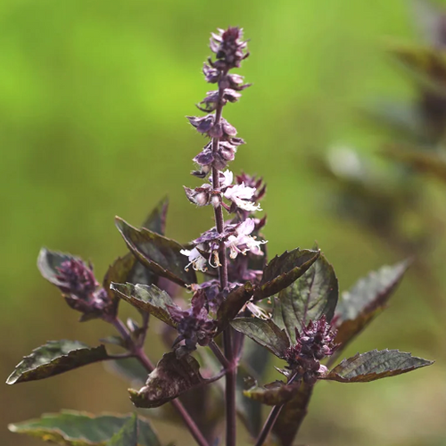 Graines de fleurs de basilic violet à semer – essentielles pour un jardin de style champêtre – variété traditionnelle et semences sans OGM pour le jardin familial