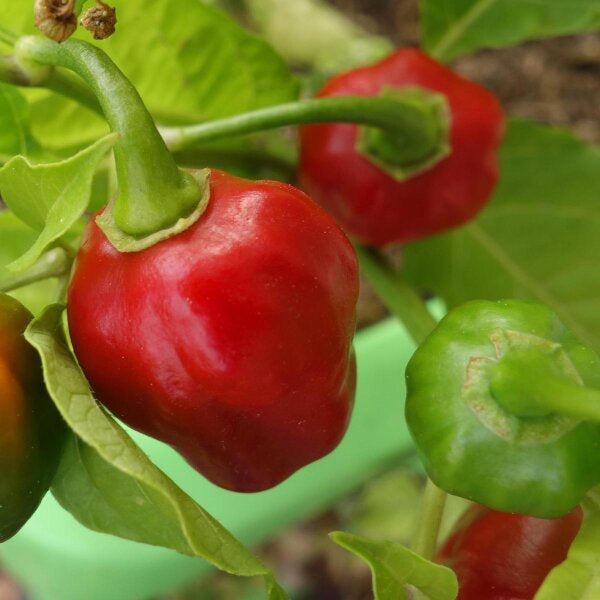 Graines de piment bonnet Red pour un semis facile