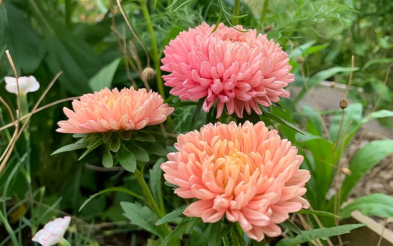 Aster chino blanco y naranja semillas de flores para sembrar flores luminosas variedad tradicional y sin organismos modificados genéticamente semillas para jardín doméstico
