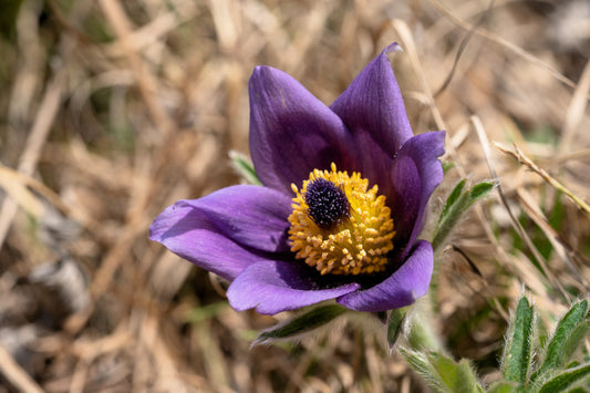 Chinese Pasque Blume Samen Pulsatilla chinensis producing purple bell Blumen