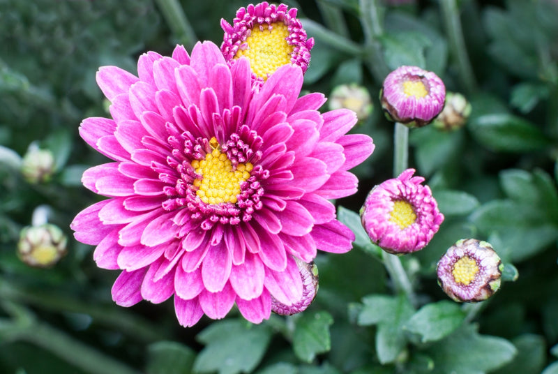 Chrysanthème rose foncé, graines de fleurs à semer – favorable aux pollinisateurs – variété traditionnelle et sans OGM, graines pour jardin familial