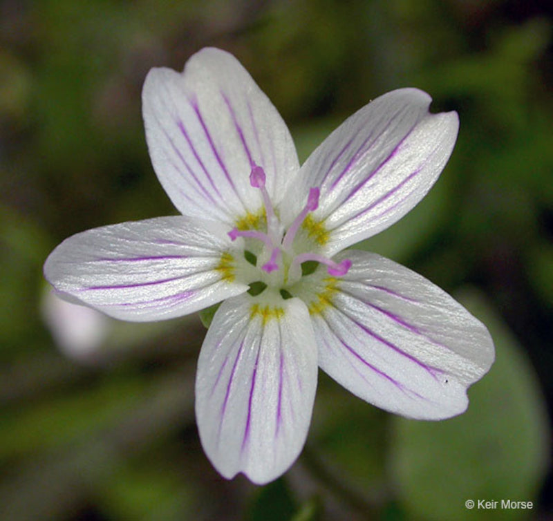 Semillas de flores de Claytonia sibirica blanca para sembrar