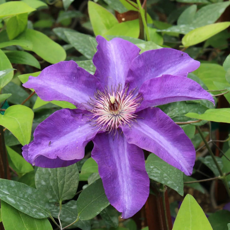 Clematis blume samen for anpflanzung climbing beauty